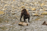 Raseprofil: Boykin spaniel