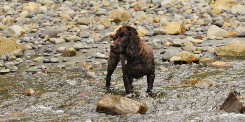 Raseprofil: Boykin spaniel