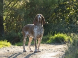 Raseprofil: Bracco italiano