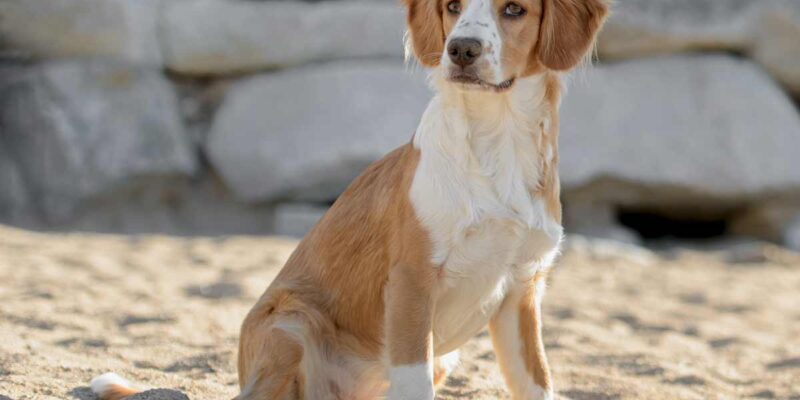 Raseprofil: Breton