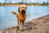 Raseprofil: Briard