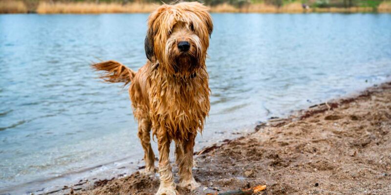 Raseprofil: Briard
