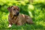 Raseprofil: Broholmer