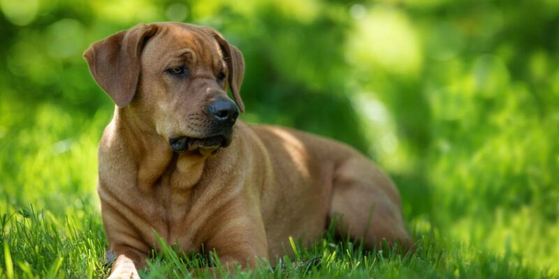 Raseprofil: Broholmer