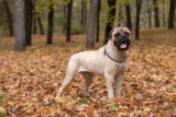 Raseprofil: Bullmastiff