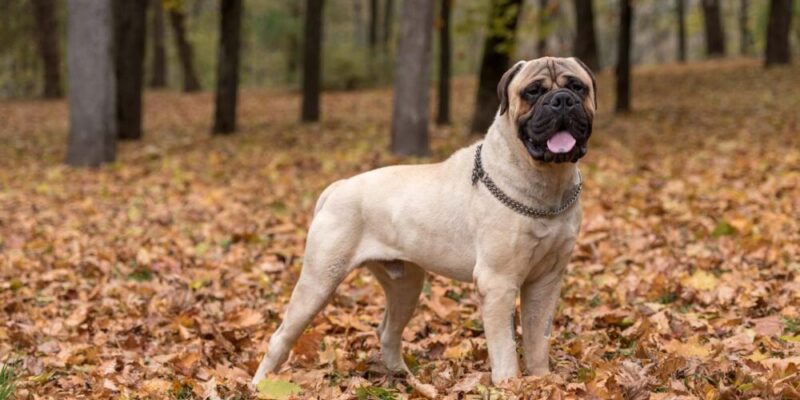 Raseprofil: Bullmastiff