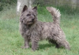 Raseprofil: Cairn terrier