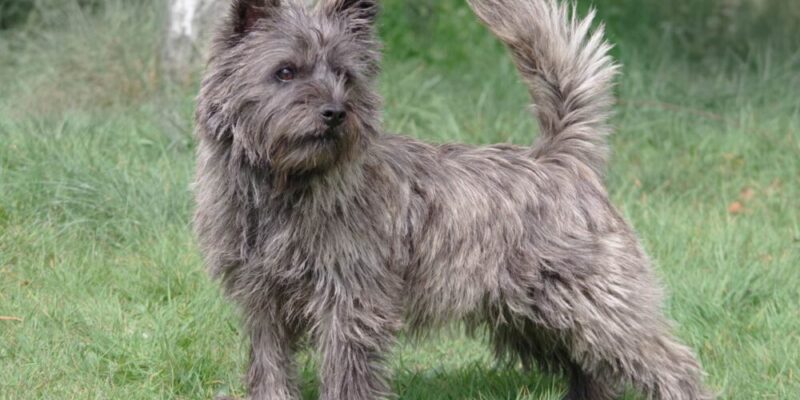 Raseprofil: Cairn terrier