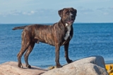 Raseprofil: Cane corso