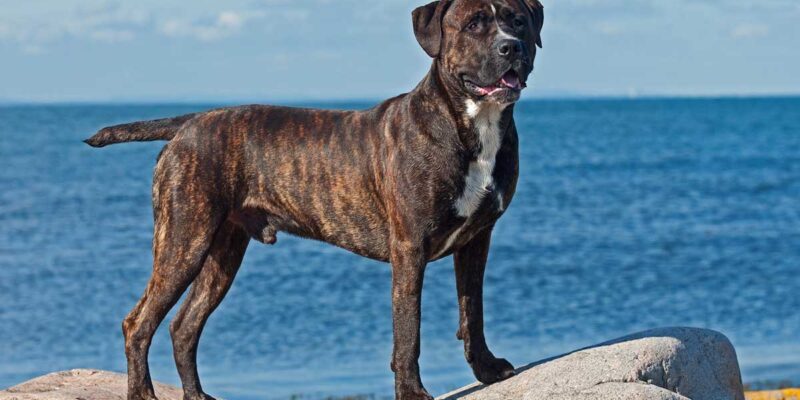 Raseprofil: Cane corso