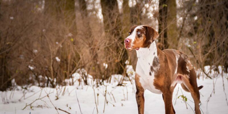 Raseprofil: Catahoula leopard dog