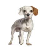 Raseprofil: Cav-a-jack