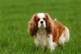 Raseprofil: Cavalier king charles spaniel