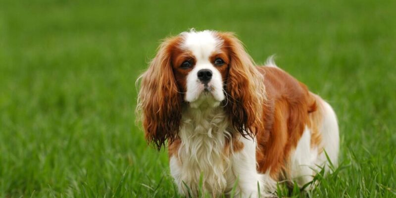 Raseprofil: Cavalier king charles spaniel