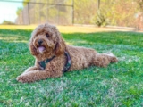 Raseprofil: Cavapoo