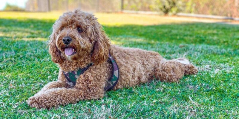 Raseprofil: Cavapoo