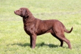 Raseprofil: Chesapeake bay retriever