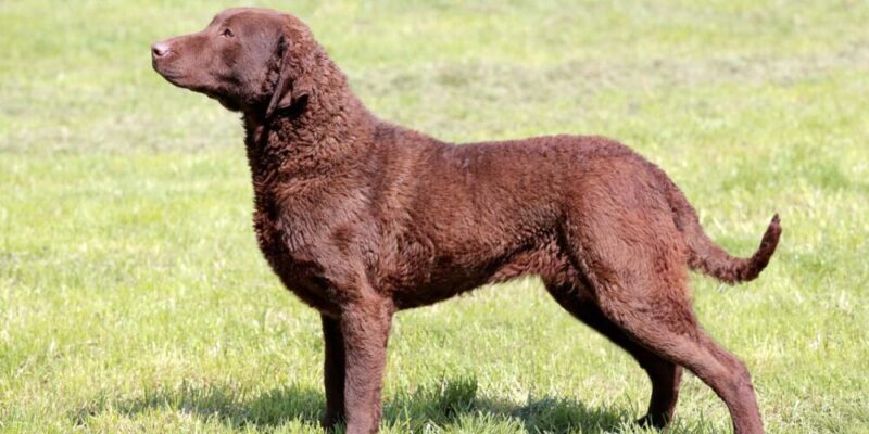 Raseprofil: Chesapeake bay retriever