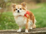 Raseprofil: Chihuahua