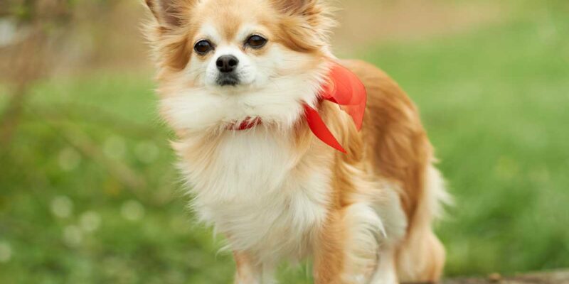 Raseprofil: Chihuahua