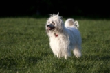 Raseprofil: Chinese crested powderpuff