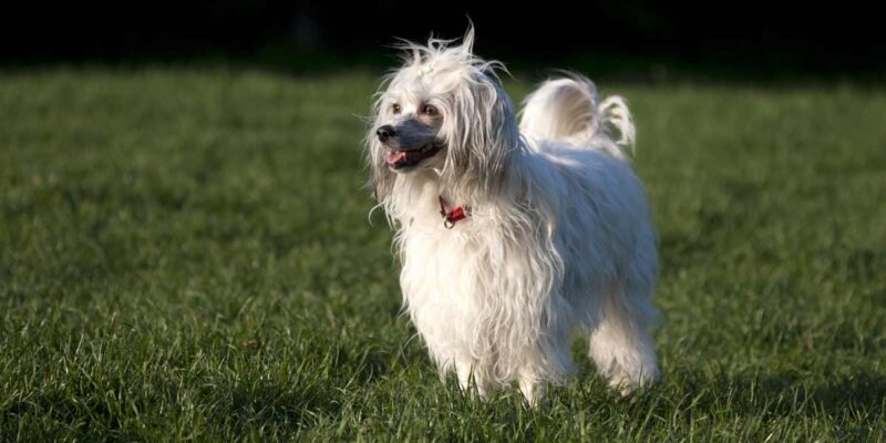 Raseprofil: Chinese crested powderpuff