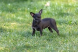 Raseprofil: Chidoodle
