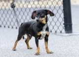 Raseprofil: Chiweenie