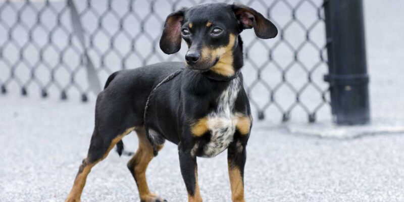 Raseprofil: Chiweenie