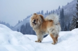 Raseprofil: Chow chow