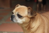 Raseprofil: Chug