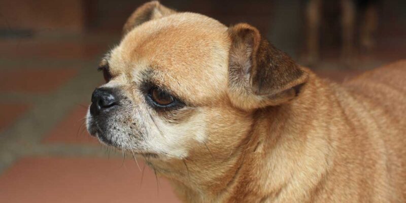 Raseprofil: Chug