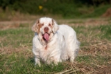 Raseprofil: Clumber spaniel