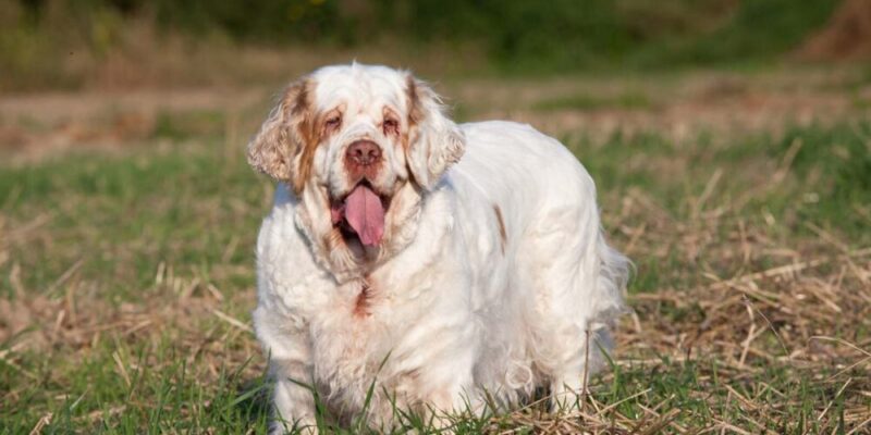 Raseprofil: Clumber spaniel