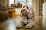 Raseprofil: Cockapoo