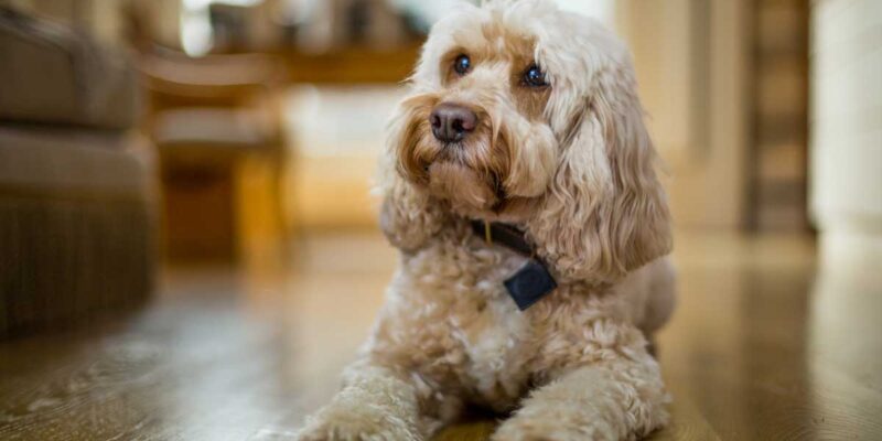 Raseprofil: Cockapoo