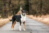 Raseprofil: Korthåret collie