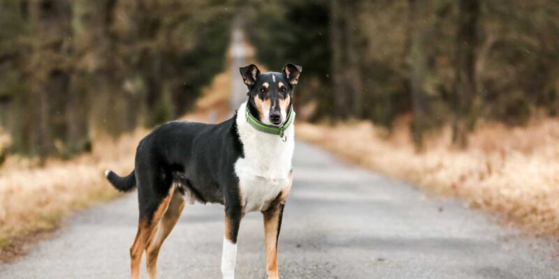 Raseprofil: Korthåret collie