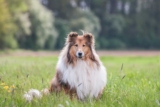 Raseprofil: Langhåret collie