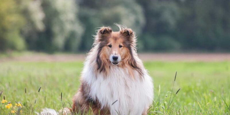 Raseprofil: Langhåret collie