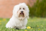 Raseprofil: Coton de tulear