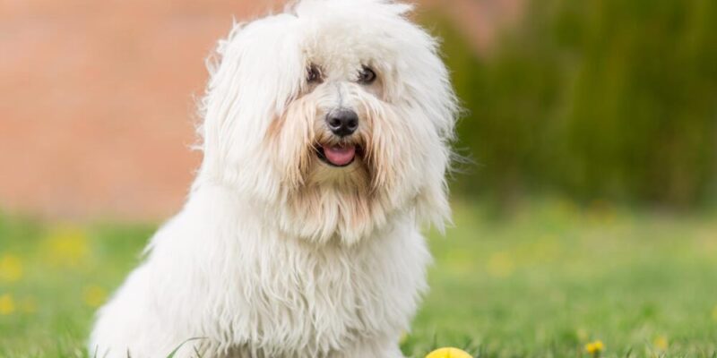 Raseprofil: Coton de tulear