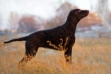 Raseprofil: Curly coated retriever
