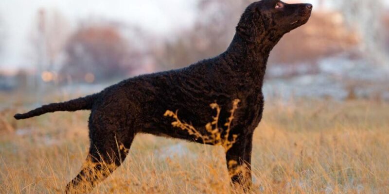 Raseprofil: Curly coated retriever