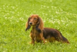 Raseprofil: Dachshund langhåret
