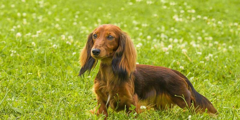 Raseprofil: Dachshund langhåret