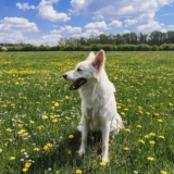 Raseprofil: Dansk spets