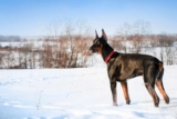 Raseprofil: Dobermann