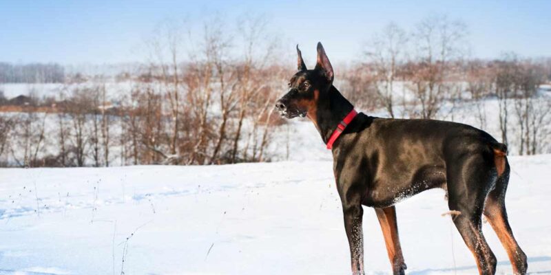 Raseprofil: Dobermann