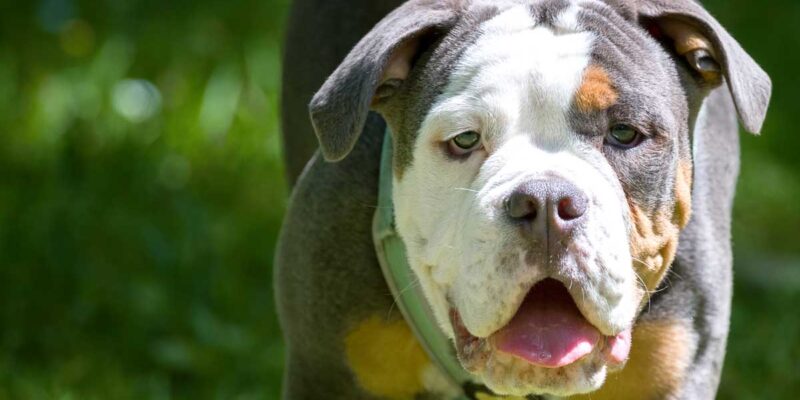 Raseprofil: Dorset olde tyme bulldogge